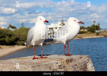 Deux mouettes blanches sont debout sur un pilier de béton à l'estuaire sur une après-midi ensoleillée d'automne. Banque D'Images