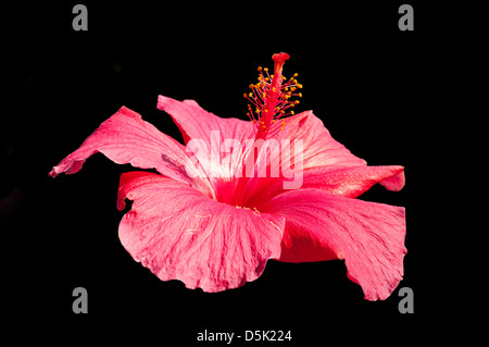 Hibiscus rosa-sinensis Hibiscus rouge, Banque D'Images