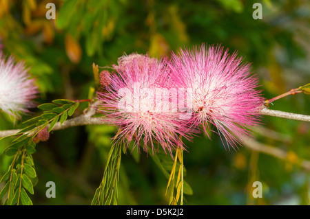 Calliandra surinamensis, Rose Powderpuff Banque D'Images