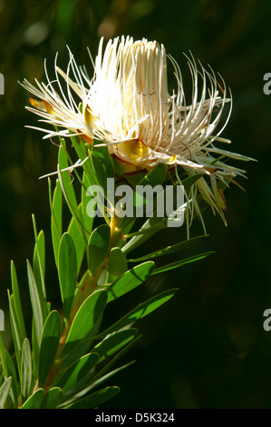 Protea lanceolata, Lance Leaf Sugarbush Banque D'Images