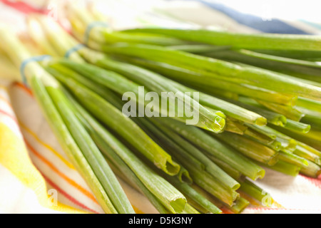 Bouquets d'oignons verts, parfois appelé longtemps ou d'oignons verts Banque D'Images