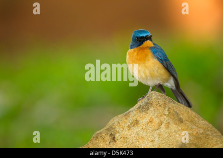 Un tickell's blue fly catcher assis sur un rocher Banque D'Images