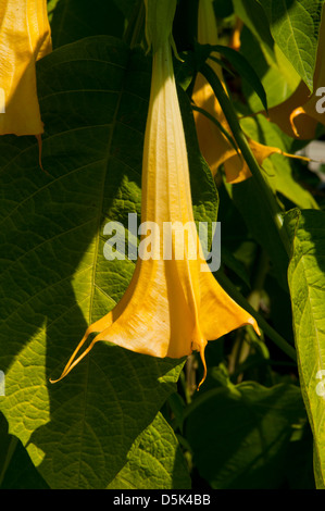 Brugmansia aurea, Angel's Trumpet Banque D'Images