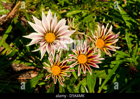 Gazania rigens Gazania, Aztec Banque D'Images