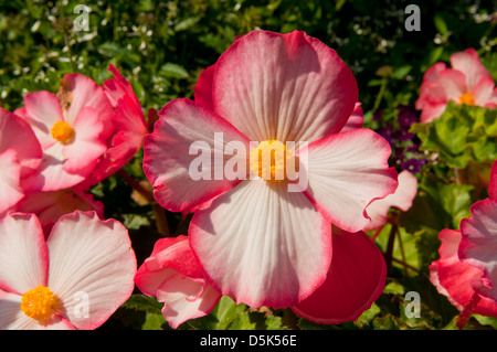 Begonia x semperflorens-cultorum, Rose Wax Begonia Banque D'Images