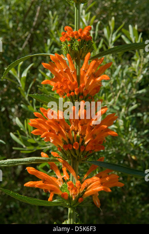 Leonotis leonurus, queue du Lion Banque D'Images