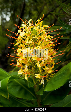 Hedychium gardnerianum, Kahili Ginger Banque D'Images