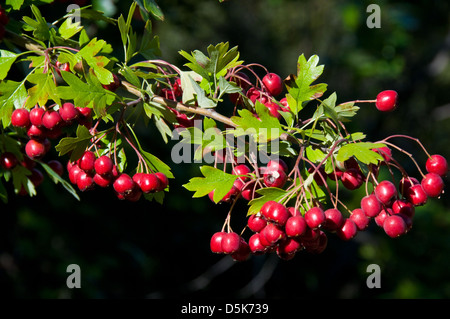 Crataegus monogyna Aubépine commune, Banque D'Images