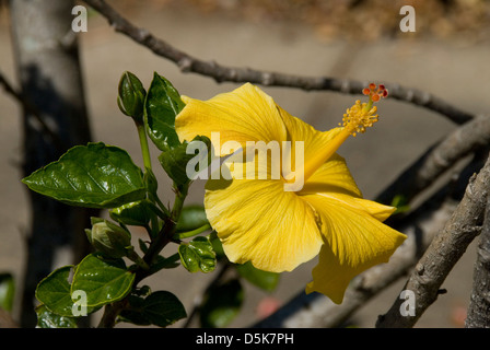 Hibiscus heterophyllus, Native Rosella Hibiscus Banque D'Images