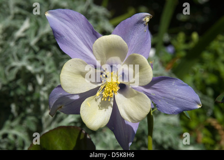 Aquilegia caerulea x Origami, l'Ancolie bleu et blanc Banque D'Images