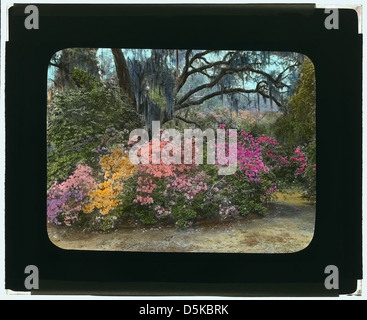 Cette image montre Magnolia Plantation, située sur Ashley River Road à Charleston, Caroline du Sud. C'est un site historique connu pour ses jardins, sa maison historique et son histoire de plantation. Banque D'Images