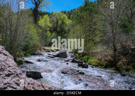 Une rivière coule à travers une forêt au printemps Banque D'Images