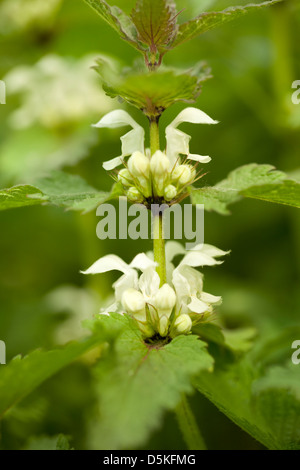 Fleur blanche dead-nettle(Lamium album)on meadow Banque D'Images
