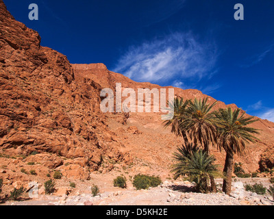 Palmier haut dans le ciel bleu, Gorges de Todra, Maroc Banque D'Images