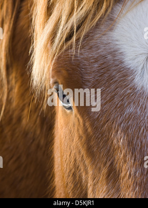 Un abrégé shot montrant un oeil et le côté du visage d'un cheval alezan. Banque D'Images