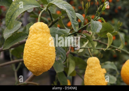 Citron juteux et ridée accroché sur la plante en été Banque D'Images