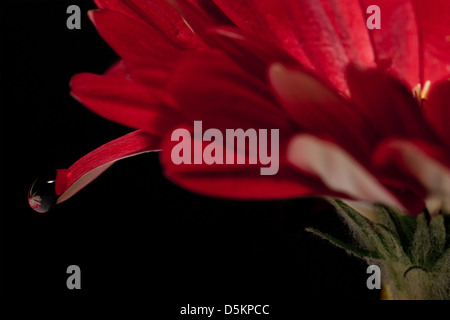 Gerbera rouge fleur avec une goutte d'eau sur un pétale montrant le reflet de fleur sur fond noir. Banque D'Images