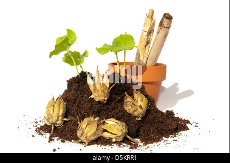 Les jeunes boutures de semences de l'Hibiscus dans un tas de terre orné avec des capsules, un pot de terre et des morceaux de bambou Banque D'Images