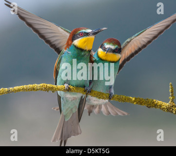 Guêpier d'Europe Merops apiaster mangeurs ,
