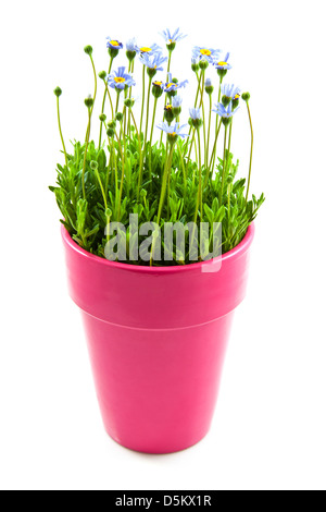 Felicia dans un pot rose isolated over white Banque D'Images