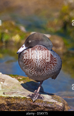 Canard bleu Banque D'Images