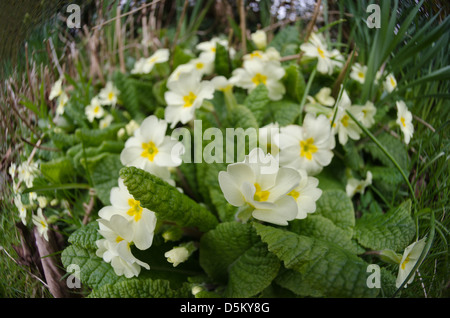 Pommelé printemps soleil diffus sur le groupe wild primroses primevères communes grand angle de vue inhabituel extrême Banque D'Images