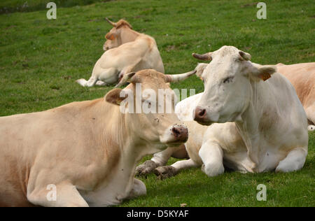 Les vaches paissent près de Col d'Aspin dans les Pyrénées françaises. Banque D'Images