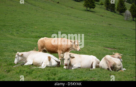 Les vaches paissent près de Col d'Aspin dans les Pyrénées françaises. Banque D'Images