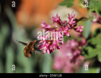 Beefly se nourrissant de nectar sur une plante de cassissier Banque D'Images