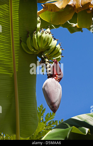 Madagascar, Nosy Be, Marodokana, bananier, fleurs ci-dessous le mûrissement des bananes Banque D'Images