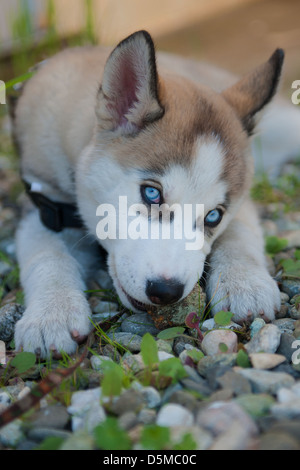 Alaskan Husky dog Banque D'Images