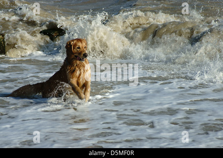 Golden retriever du Labrador waves heureux éclabloussures round Banque D'Images