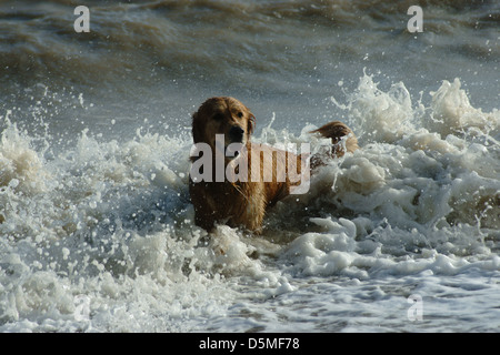 Golden retriever du Labrador waves heureux éclabloussures round Banque D'Images