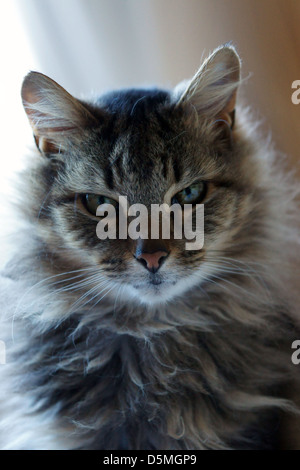 Visage De Chat De Mauvais Poil Touffu Chaton Sauve Les Oreilles De Chat Photo Stock Alamy