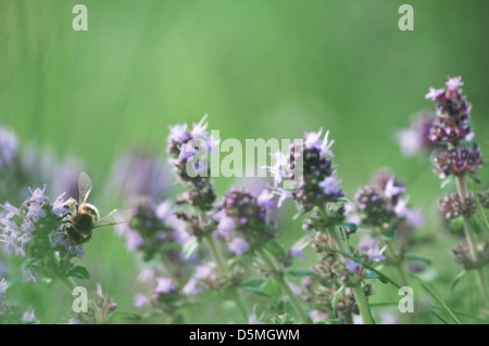 Abeille sur de gros plan de thym Banque D'Images