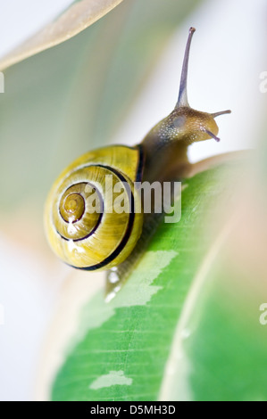 Escargot jaune gros plan sur l'herbe verte Banque D'Images