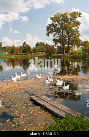 Paysage rural avec des oies sur un étang Banque D'Images