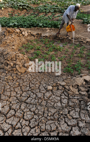 Zinder, NIGER Baban Tapki village, l'irrigation du potager à partir de l'eau étang , dans le cadre de la sécurité alimentaire projet Caritas Banque D'Images