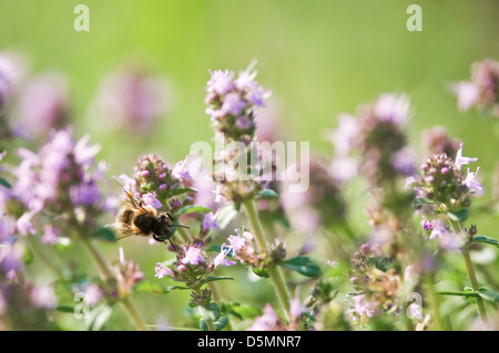 Abeille sur de gros plan de thym Banque D'Images