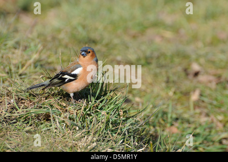 Chaffinch commun, Fringilla coelebs au sol. Banque D'Images