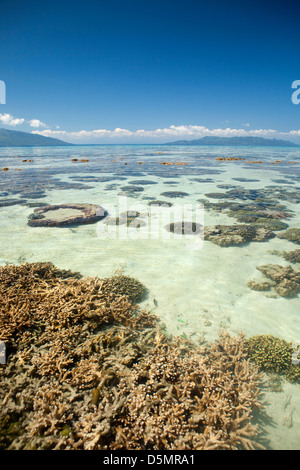 Madagascar, Nosy Be, l'île de Nosy Tanikely de coraux en eaux peu profondes au large de la plage principale Banque D'Images