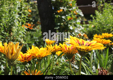 Pré des fleurs jaune Banque D'Images