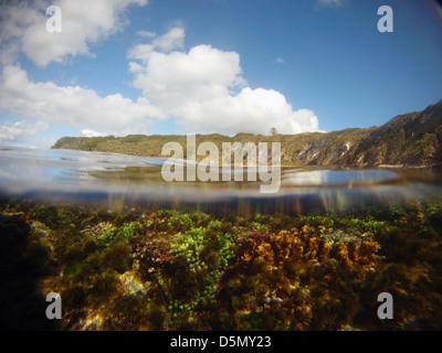 Récif peu profond avec les coraux et les algues vertes (Caulerpa), Middle Beach, l'île Lord Howe, de l'Australie Banque D'Images