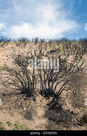 Région brûlée de la Californie un feu de broussailles, 2013. Banque D'Images