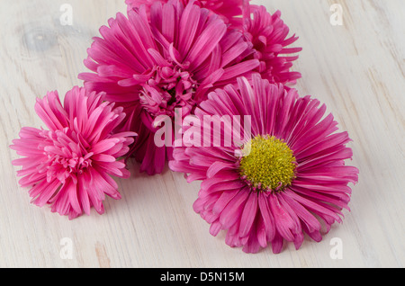 Fleurs daisy rose sur fond de bois peint en blanc. Banque D'Images