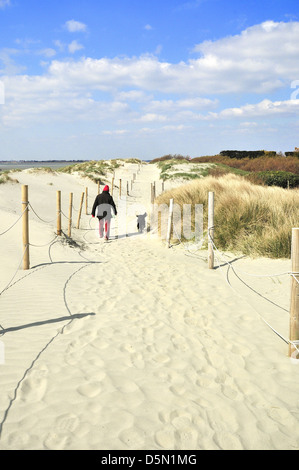 Homme marchant son chien sur le chemin à travers les dunes de sable à West Wittering Beach, West Sussex, Angleterre, Royaume-Uni Banque D'Images