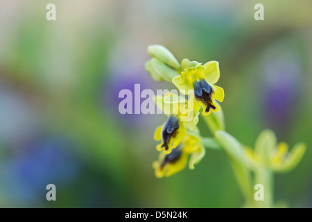 Ophrys Lutea Galilaea. Ophrys jaune. Orchidée européenne jaune Banque D'Images