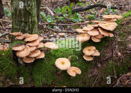 Bouquet de miel champignon se développe sur les vieux arbres charme closeup Banque D'Images