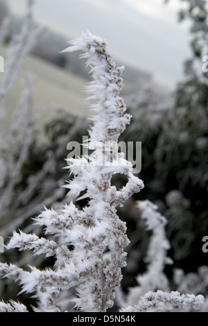 Le givre sur une branche Banque D'Images