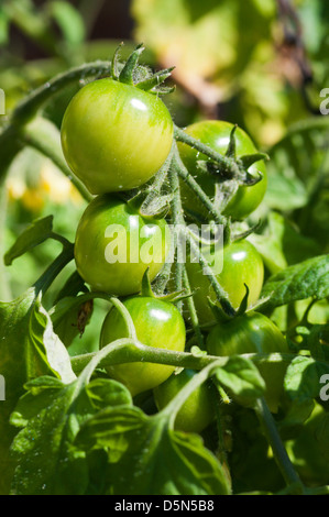 Des tomates plantées dans un panier suspendu. Banque D'Images